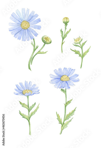 a set of watercolor drawings of chamomile flowers with blue petals on a white background. For greeting cards, invitations, calendars.