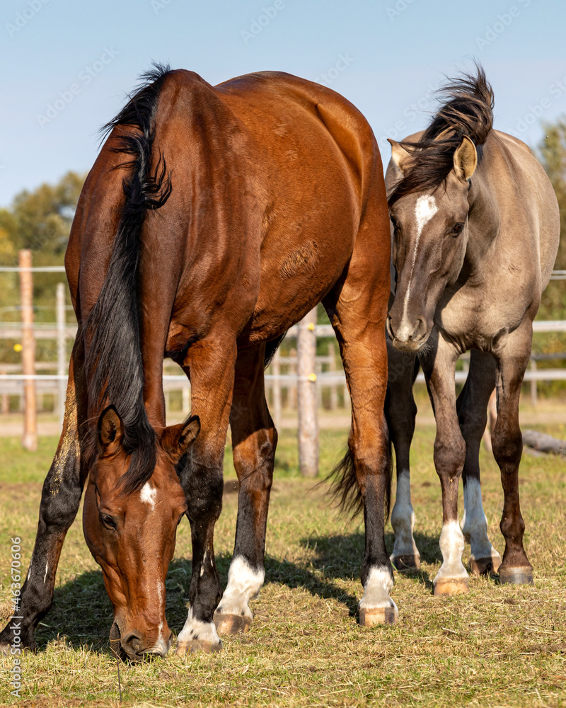 Two gelding horses together on a paddock. Grullo coat color horse (Lusitano breed) and bay horse tranquil equestrian scene. Two gelding horses together on a paddock. Grullo coat color horse (Lusitano breed) and bay horse tranquil equestrian scene.