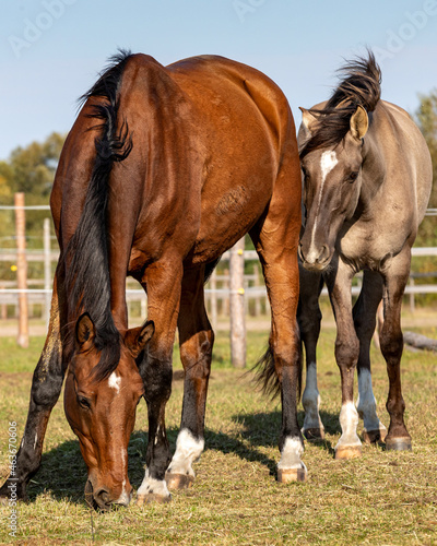 Two gelding horses together on a paddock. Grullo coat color horse  Lusitano breed  and bay horse tranquil equestrian scene.