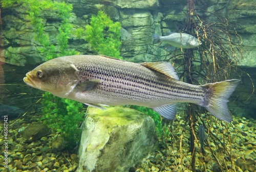 A big striped bass swimming inside an aquarium photo