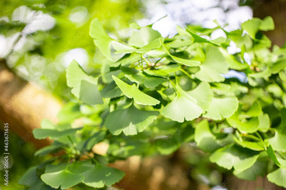 Close up of fresh vibrant green ginkgo biloba leaves. Natural foliage background. Close up of fresh vibrant green ginkgo biloba leaves. Natural foliage background.