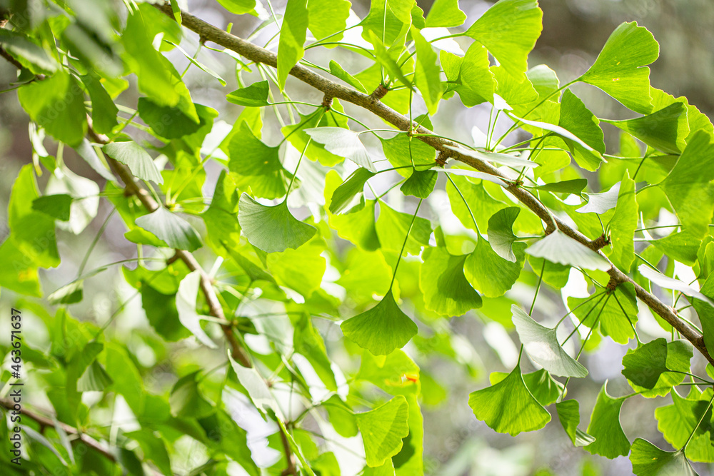 Close up of fresh vibrant green ginkgo biloba leaves. Close up of fresh vibrant green ginkgo biloba leaves.