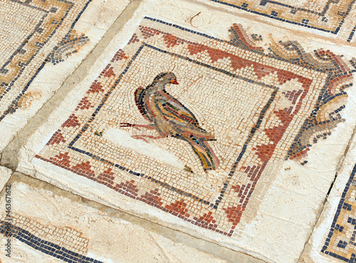 Mosaic in the House of the Birds of Italica, Roman city near Santiponce in Seville province, birthplace of Emperor Trajan and origin of the family of Hadrian, Andalusia, Spain.   photo