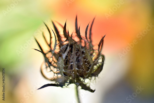 Verwelkte Blüte einer Kornblumenaster