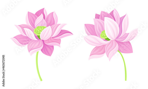 Set of beautiful pink lotus flowers. Symbol of oriental practices  yoga  wellness industry  ayurveda products vector illustration