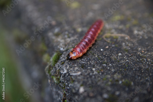 Macro of a red caterpillar