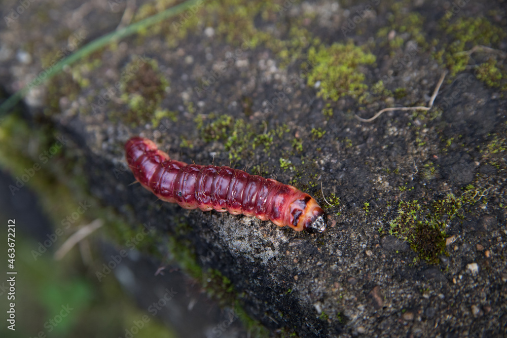 Close up of a caterpillar Close up of a caterpillar