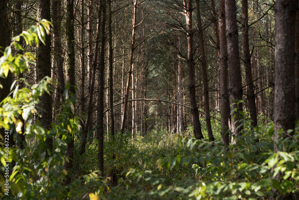 Fototapeta premium Autumn in the green forest