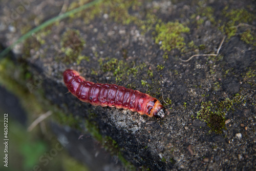 Close up of a caterpillar © PAULINA