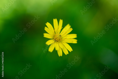 żółty kwiatek izolowany na zielonym tle
