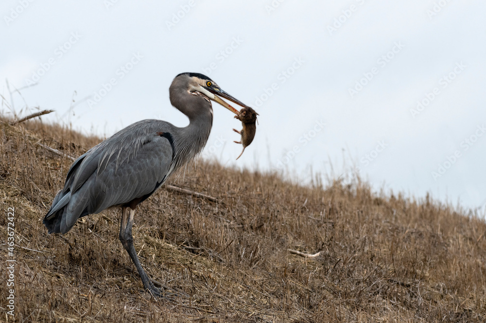 Fototapeta premium Great Blue Heron With Rodent In Its Beak