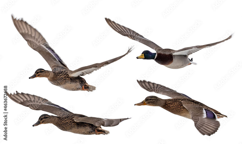 Obraz premium four soaring mallard ducks flight isolated on white background
