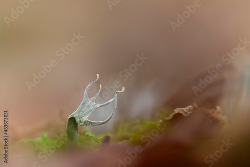 Special fungus Xylaria hypoxylon growing on decaying wood photo