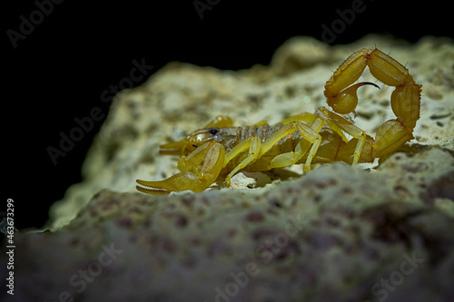 Buthus montanus. Scorpion isolated on a natural background photo