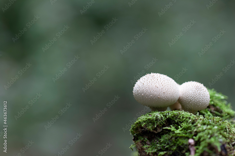 Puffball Lycoperdon perlatum growing on soil or in the moss Puffball Lycoperdon perlatum growing on soil or in the moss