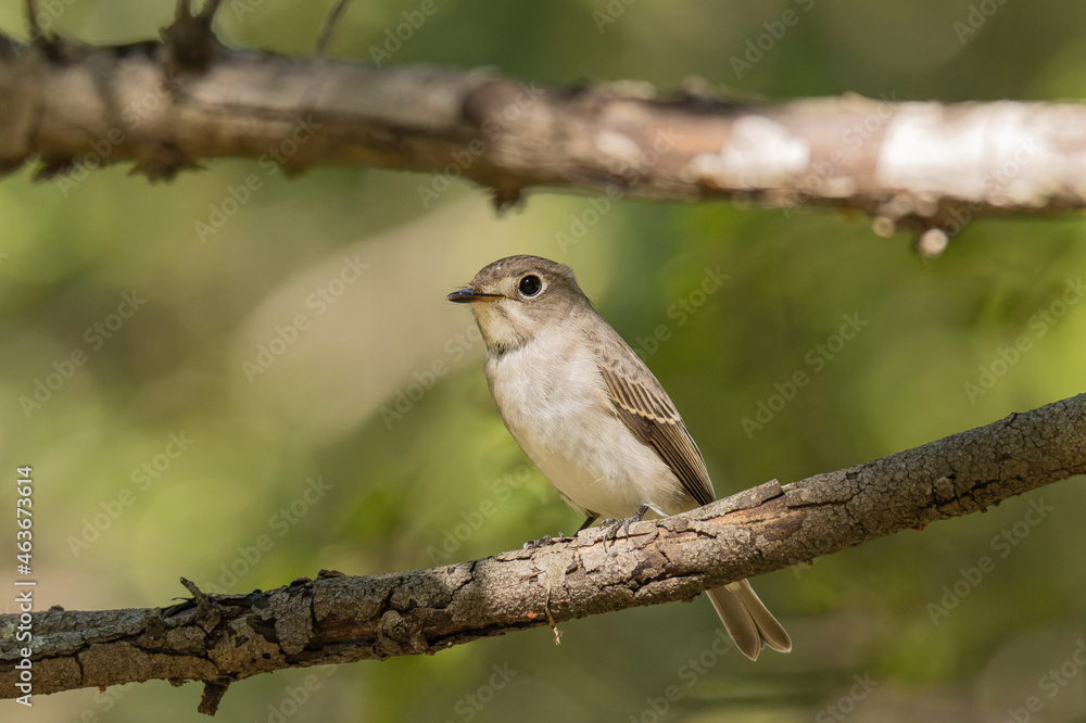 Obraz premium コサメビタキと太い枝