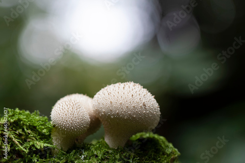 Puffball Lycoperdon perlatum growing on soil or in the moss
