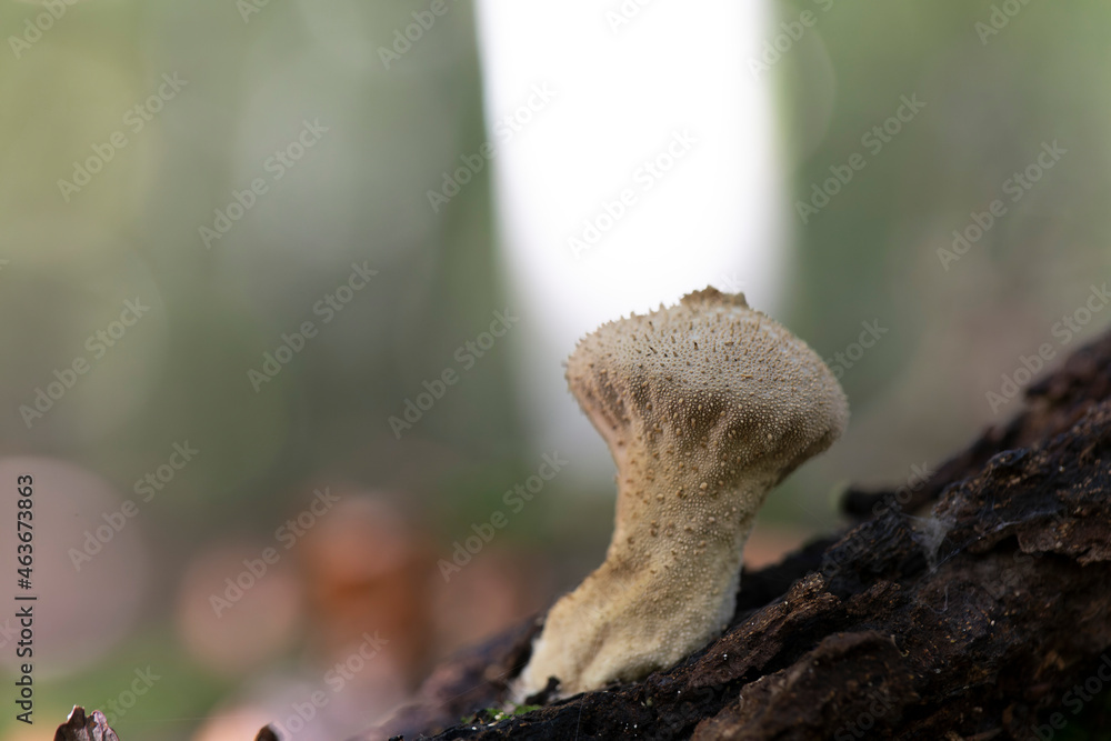 Puffball Lycoperdon perlatum growing on soil or in the moss Puffball Lycoperdon perlatum growing on soil or in the moss