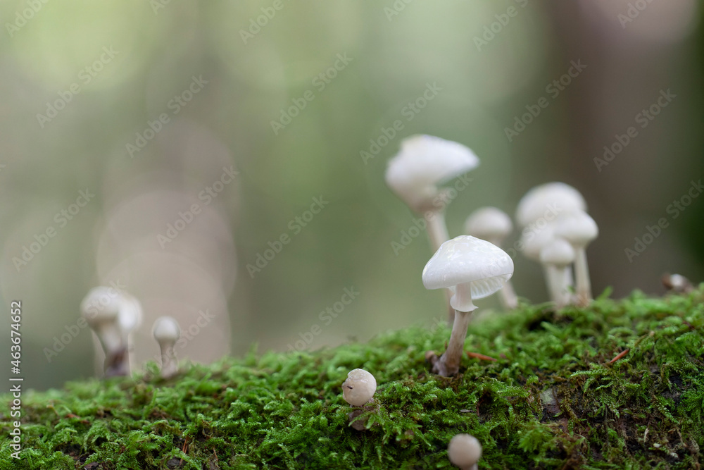 Porcelain fungus Oudemansiella mucida growing on decaying wood Porcelain fungus Oudemansiella mucida growing on decaying wood