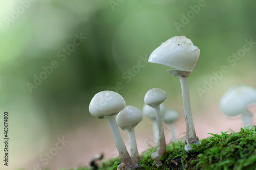 Porcelain fungus Oudemansiella mucida growing on decaying wood photo