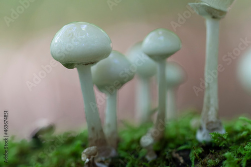 Porcelain fungus Oudemansiella mucida growing on decaying wood photo