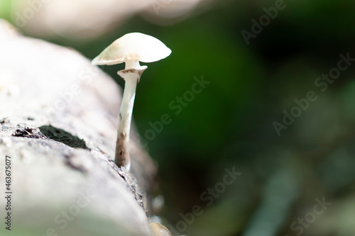Porcelain fungus Oudemansiella mucida growing on decaying wood