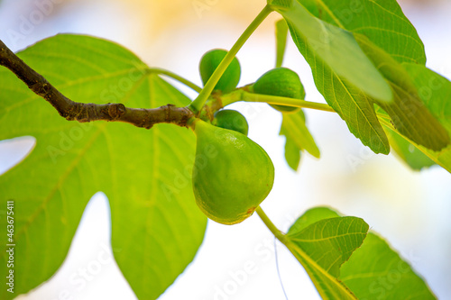 Wallpaper Mural Figs. Fig tree close-up branch with not a mature fig. on white background, copy space Torontodigital.ca