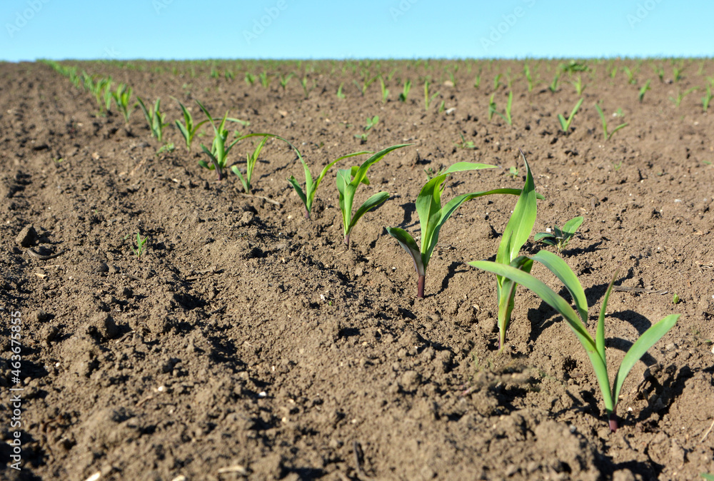 Sprouts of young corn sprouted on the farm field
