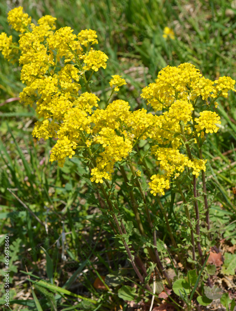 Wild turnip (Barbarea vulgaris) blooms in nature