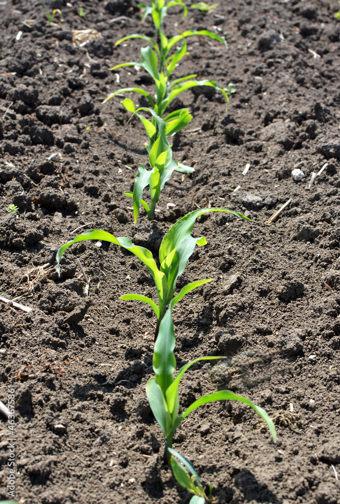 Sprouts of young corn sprouted on the farm field Sprouts of young corn sprouted on the farm field