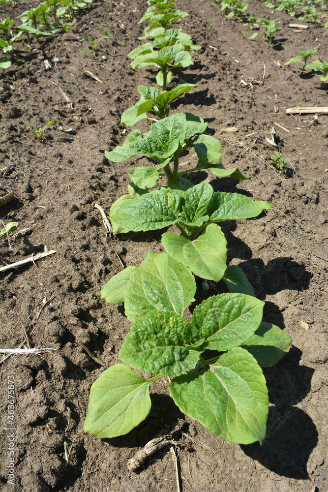 Sunflower grows on a farm field. Sunflower grows on a farm field.