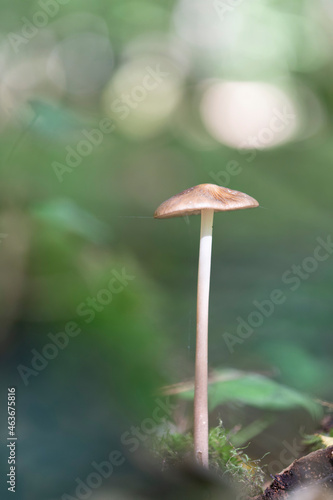 Rooting shank fungus Oudemansiella radicata growing on the soil