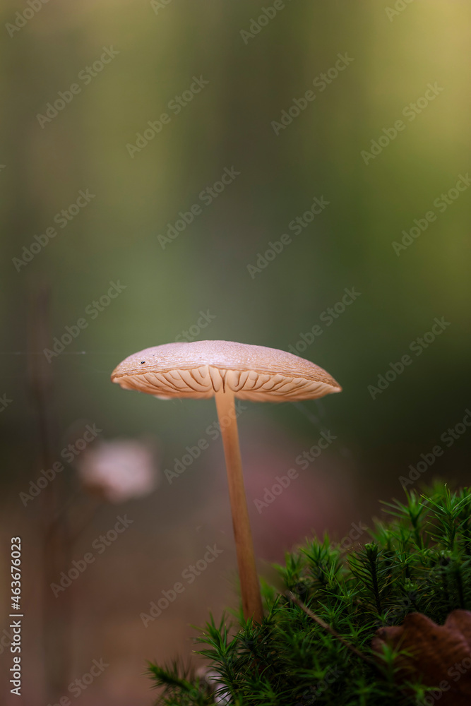 Fototapeta premium Rooting shank fungus Oudemansiella radicata growing on the soil