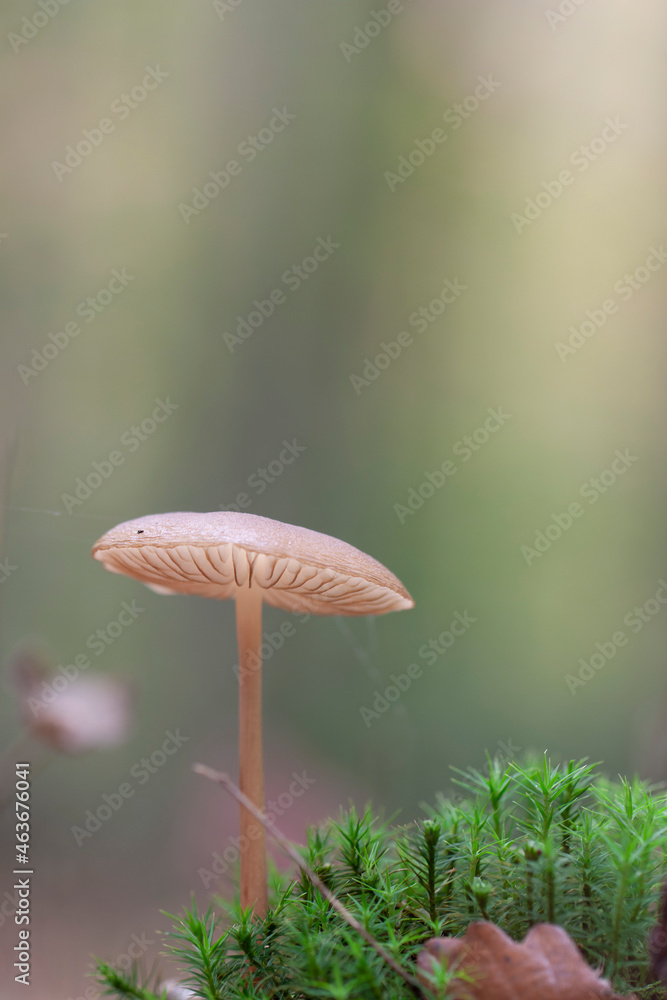 Rooting shank fungus Oudemansiella radicata growing on the soil Rooting shank fungus Oudemansiella radicata growing on the soil