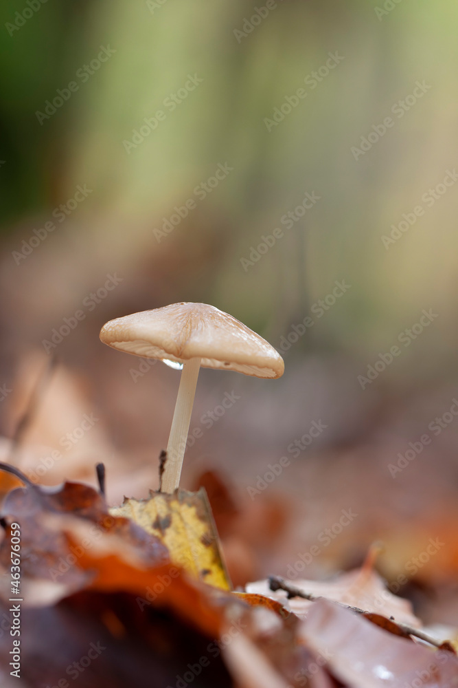 Rooting shank fungus Oudemansiella radicata growing on the soil Rooting shank fungus Oudemansiella radicata growing on the soil