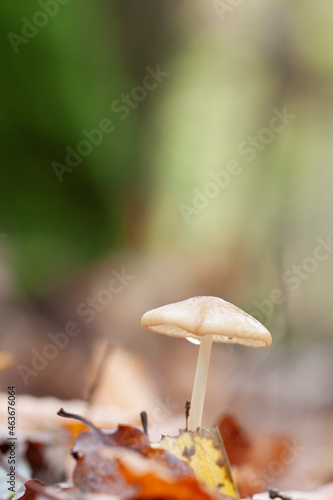 Rooting shank fungus Oudemansiella radicata growing on the soil © denis