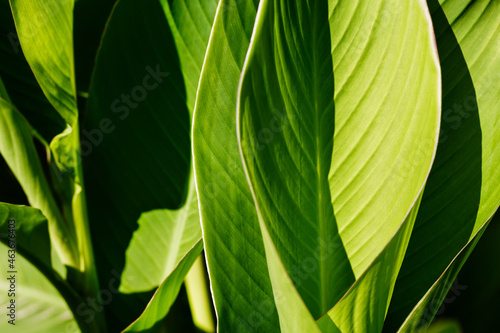 Fresh green leaves background. Blurred bokeh. Sunshine abstract backdrop. Natural leaf concept. Close up and marco shot.