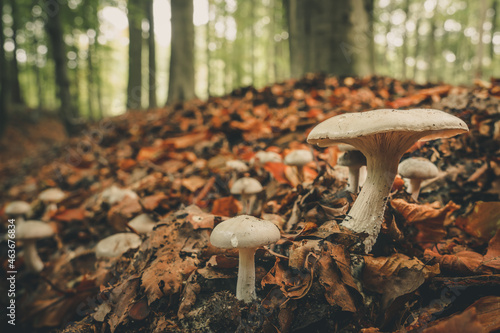 Close-Up Surface Level Of Mushrooms 