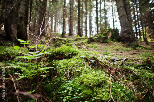 Tree stump covered with moss in the coniferous forest, beautiful landscape. Carpathian mountains.