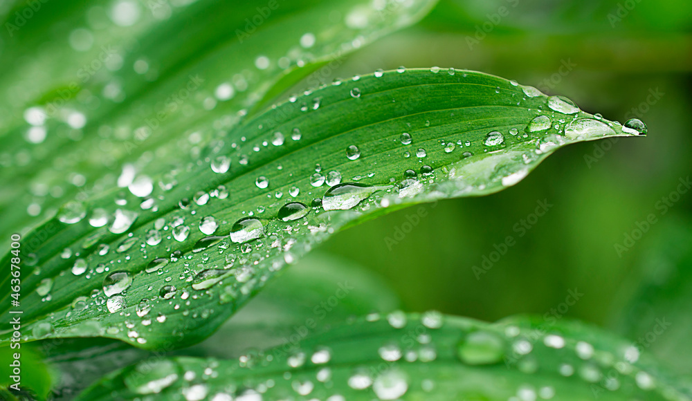 drops of water on green leaves on nature backgrounds drops of water on green leaves on nature backgrounds