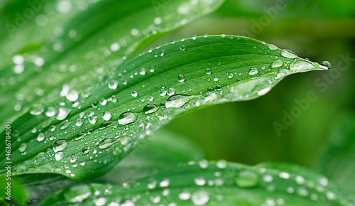 drops of water on green leaves on nature backgrounds © Наталья Михалкина