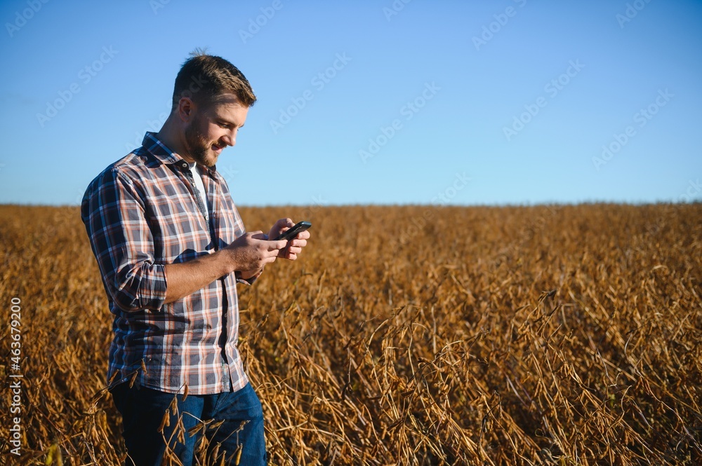 farmer agronomist in soybean field checking crops before harvest. Organic food production and cultivation. farmer agronomist in soybean field checking crops before harvest. Organic food production and cultivation.