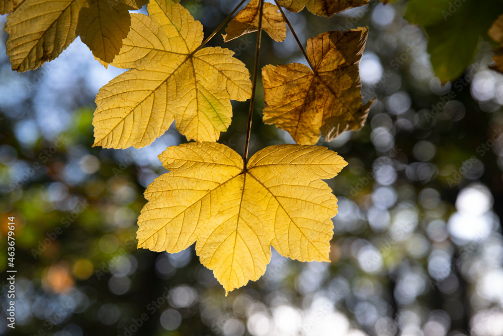 Close-up of yellow leaves in a forest in autumn
Close-up of yellow leaves in a forest in autumn