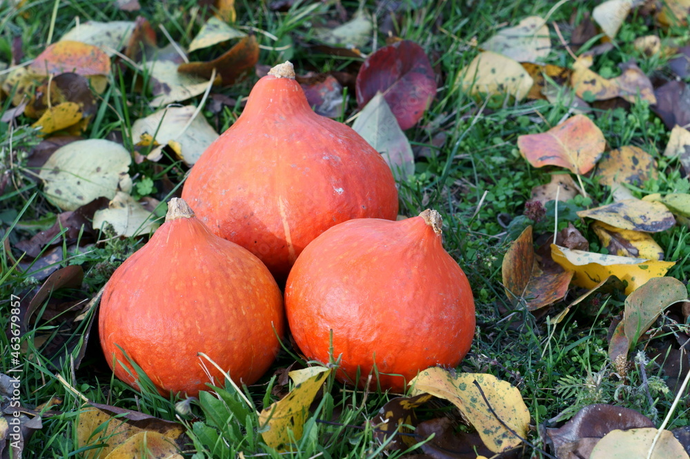 autumn still life autumn still life