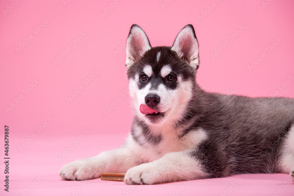 Studio shot of a husky female dog less than one year old black and white on pink background. Concept of canine emotions. Pets theme studio shot. Cute small dog with fur like woolf, posing in studio