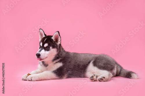 Pets theme studio shot. A teenager female dog of the Siberian Husky breed on a pink background. Funny black and white dog less than one year old on a colored background. Cute funny animals babies