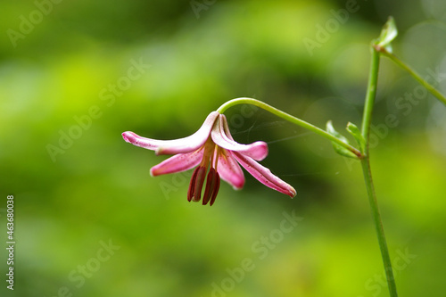 Wallpaper Mural lilia złotogłów chroniony Torontodigital.ca