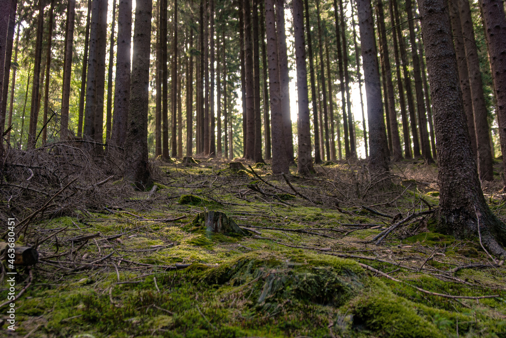 Obraz premium Wald im Sauerland