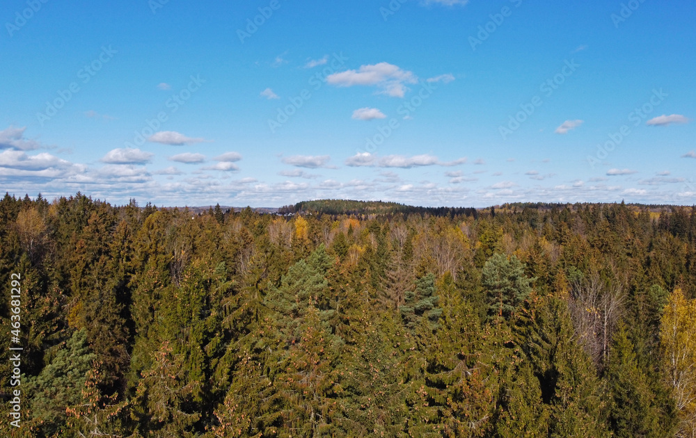 Top view of a beautiful yellow and green autumn coniferous forest. Natural tree tops texture