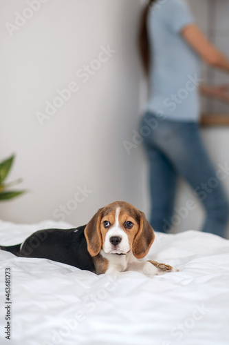 A woman washing the plates while her puppy sitting on bed